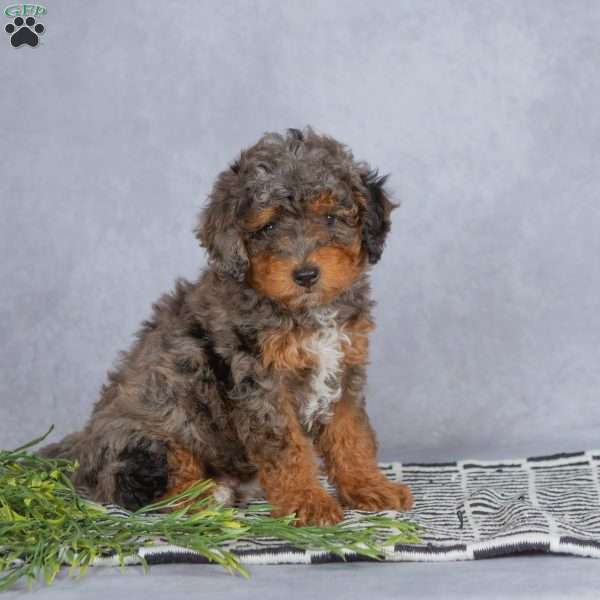Rocky, Miniature Poodle Puppy